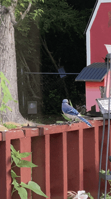 a blue jay is perched on a red fence