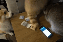 two dogs are standing on a table with a phone and some money
