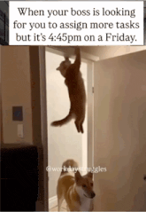a picture of a dog and a cat that says when your boss is looking