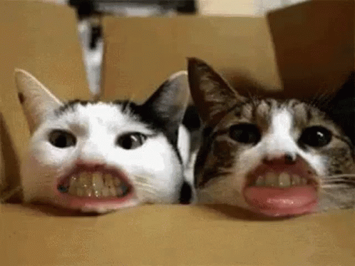 cats with human mouths