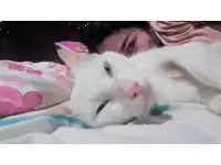 a woman laying on a bed with a white cat on her head