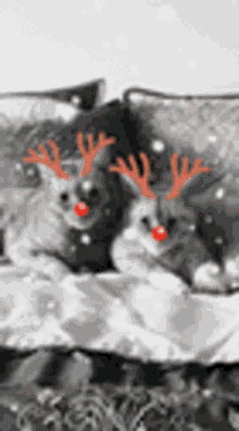 Reindeer Rudolph GIF - Reindeer Rudolph The GIFs