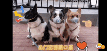 Dogs Cute GIF - Dogs Cute Face Mask GIFs