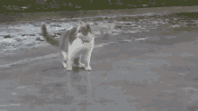 Cat Slippery GIF - Cat Slippery Play GIFs