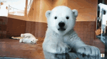 Hi Polar Bear GIF - Hi Polar Bear Hello GIFs