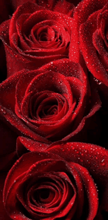 Red Rose5 Reds5 GIF - Red Rose5 Reds5 GIFs