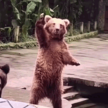 Bear Bear Calling GIF