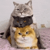 Three Cats Funny Cats GIF