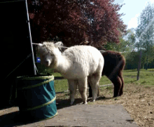Alpacca Drink Water GIF - Alpacca Drink Water Thirsty GIFs