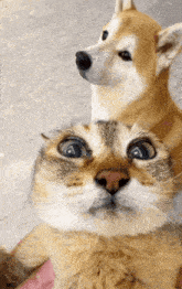 a cat and a dog looking at the camera