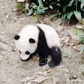Cute Panda Panda Cute GIF - Cute Panda Panda Cute Panda GIFs