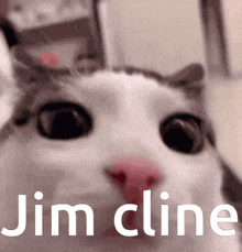 Jim Cline Cat GIF - Jim Cline Jim Cline GIFs