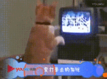 猫咪 拳击 可爱 看电视 GIF - Watch Tv Cute Cat GIFs