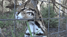 a close up of a tiger behind a fence eating grass