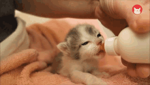 Stranded Baby Kitten Drinking Milk GIF - Stranded Baby Kitten Kitten Drinking Milk GIFs
