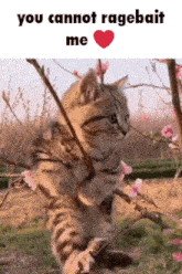 a picture of a cat holding a branch with the words you cannot ragebait me