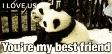 Bestfriend Panda GIF - Bestfriend Panda Hugging GIFs
