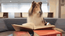 Dog Reading GIF