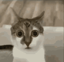 Cat Stare GIF - Cat Stare Big Eyes GIFs