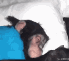 Monkey Sleeping GIF - Monkey Sleeping Good Night GIFs