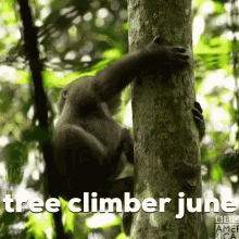 tree climber monkey june climb
