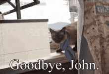 Cat Sherlock GIF - Cat Sherlock Goodbye GIFs
