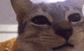 a close up of a cat 's face with a purple background