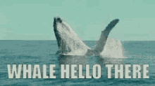 Hello Whale Hello There GIF - Hello Whale Hello There Pun GIFs