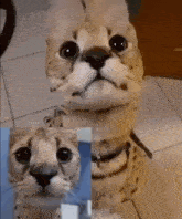 Sogga Serval GIF - Sogga Serval Facetime GIFs