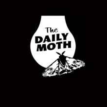 Thedailymoth Thedailycrab GIF - Thedailymoth Dailymoth Thedailycrab GIFs