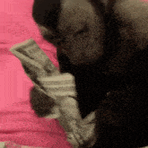 a person is laying on a bed holding a bunch of money in their hands .