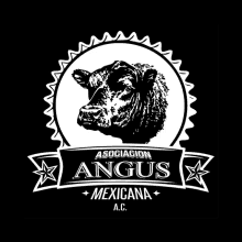 Cigane Angus GIF
