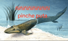 ñiñiñi GIF