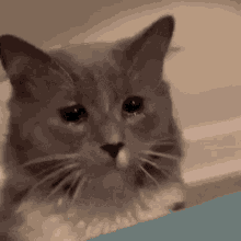 Renatocato Kitty GIF - Renatocato Kitty Cat GIFs