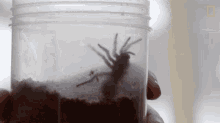 Trying To Get Out National Geographic GIF - Trying To Get Out National Geographic A Spider With Mites GIFs