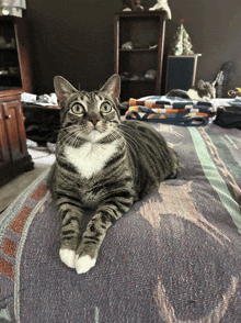 a cat with white paws is laying on a blanket and looking at the camera