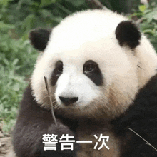 Panda Warning GIF