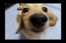 Cute Doge GIF - Cute Doge Lying Down GIFs