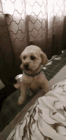 High Five Dogs GIF - High Five Dogs Happy GIFs