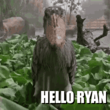 Hello Ryan GIF
