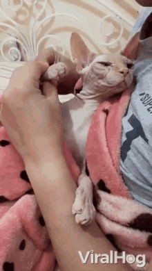 Sphynx Adorable Cat GIF - Sphynx Adorable Cat Furless Cat GIFs