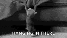 Cat Hanging GIF - Cat Hanging Hanging In There GIFs