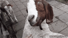 That The Goat "Can" Do This Is Cool, That He Chooses To Is What Is Disturbing GIF - Demon Goat GIFs