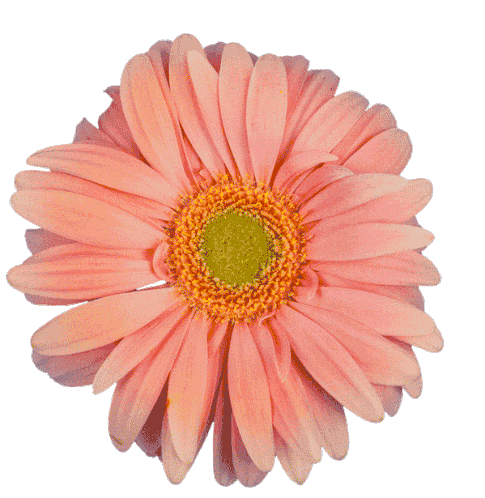 Flowers Daisy Sticker