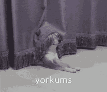 Yorkums Dog GIF - Yorkums York Dog GIFs