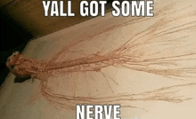 Nerves GIF - Nerves GIFs