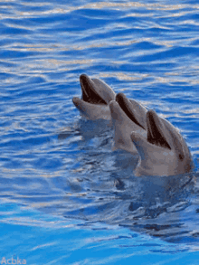 Animals Dolphins GIF - Animals Dolphins Cute GIFs