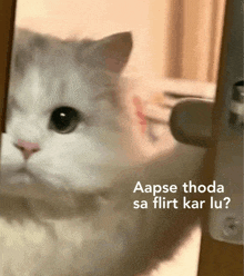 a white cat looking out of a door with the words aapse thoda sa flirt kar lu