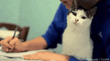 Study Buddies GIF - Study Buddies Cat GIFs