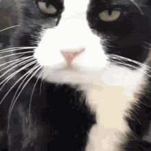 Bueno Cat GIF - Bueno Cat Slurp GIFs